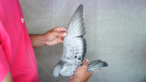 Pigeon image