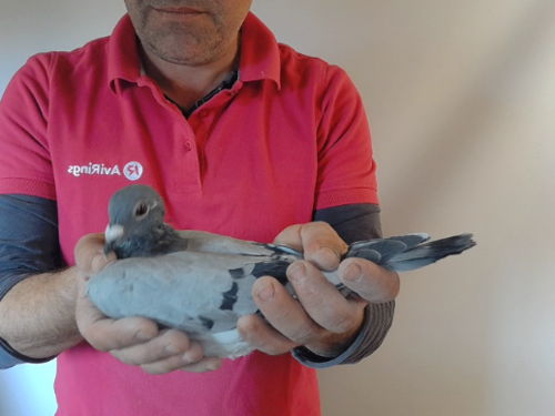 Pigeon image