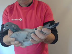Pigeon image