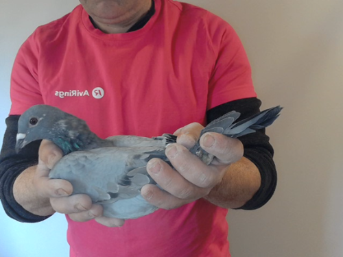 Pigeon image