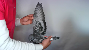 Pigeon image