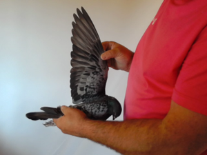 Pigeon image
