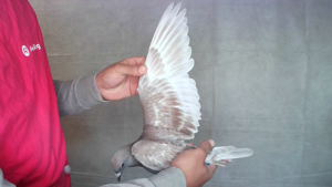 Pigeon image