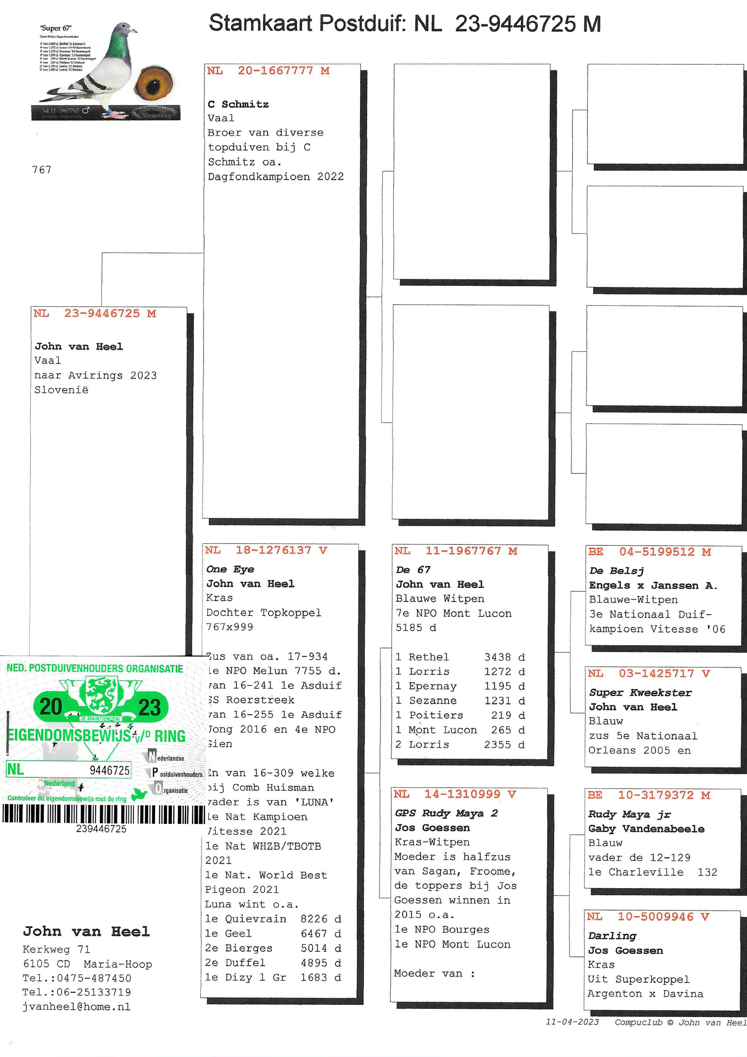Pigeon pedigree image