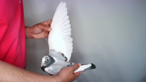 Pigeon image
