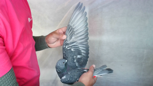 Pigeon image