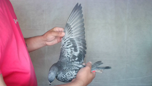 Pigeon image