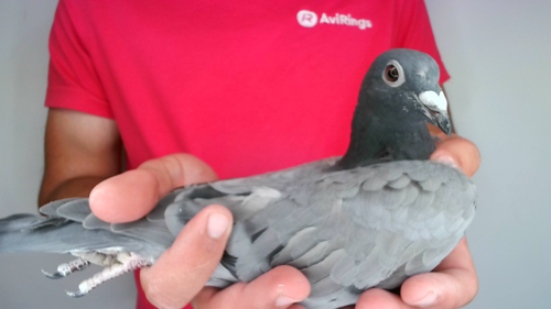 Pigeon image