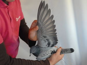 Pigeon image