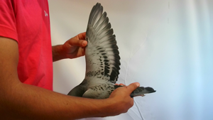 Pigeon image