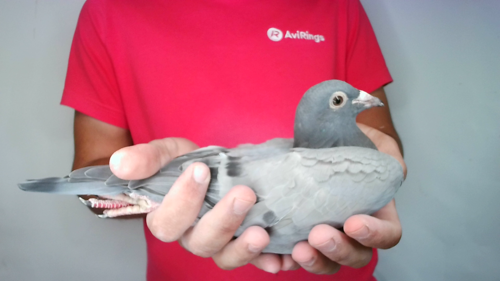 Pigeon image
