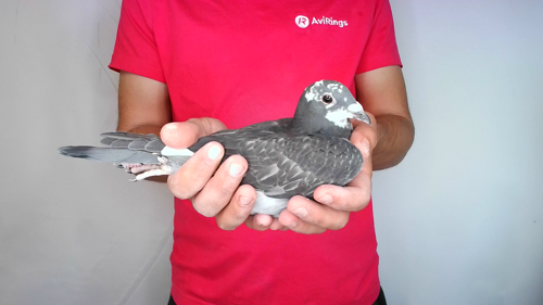 Pigeon image