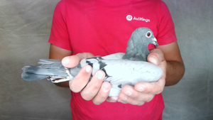Pigeon image