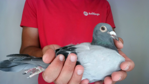 Pigeon image
