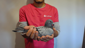 Pigeon image