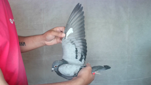 Pigeon image