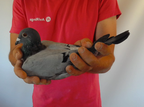 Pigeon image