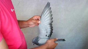 Pigeon image