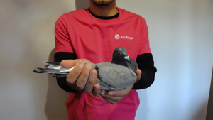 Pigeon image