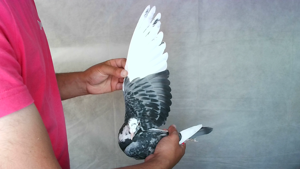 Pigeon image