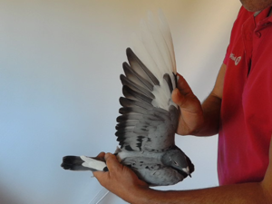 Pigeon image
