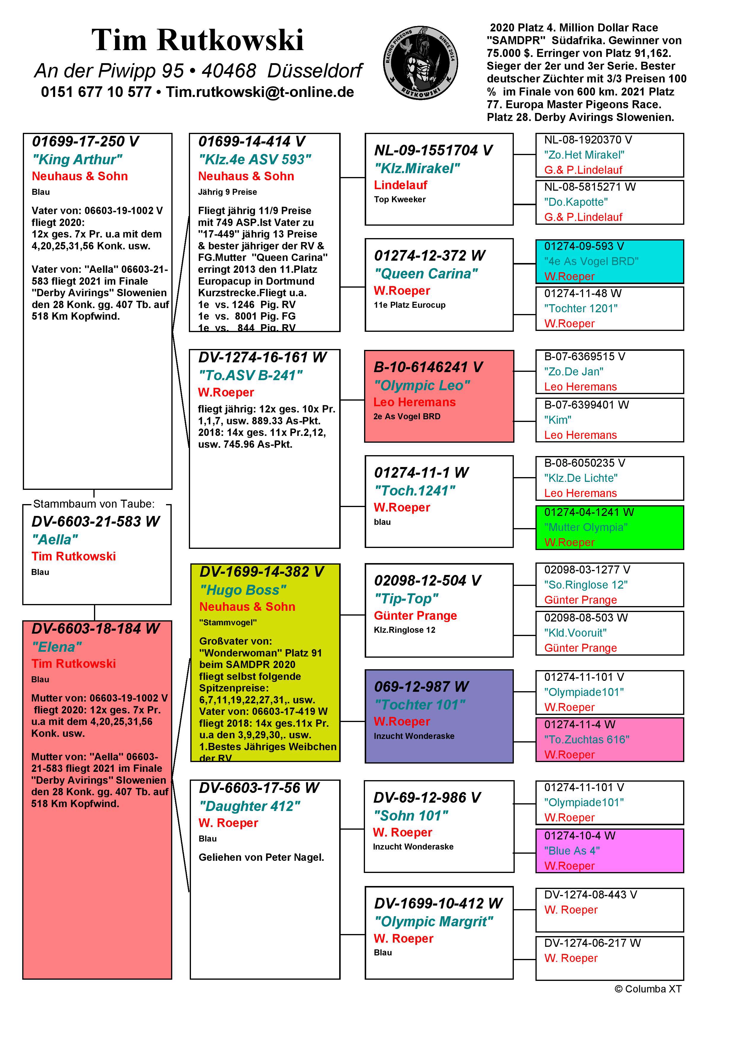 Pigeon pedigree image