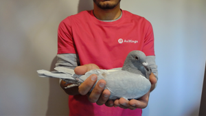 Pigeon image