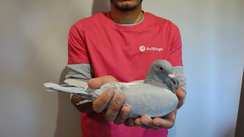 Pigeon image