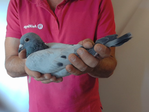 Pigeon image