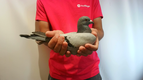 Pigeon image