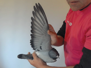 Pigeon image
