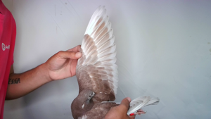 Pigeon image