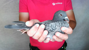 Pigeon image