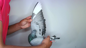 Pigeon image