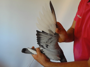 Pigeon image