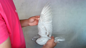 Pigeon image