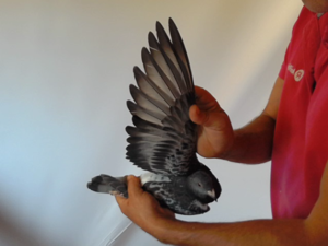 Pigeon image