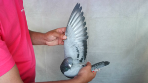 Pigeon image