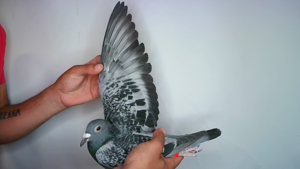 Pigeon image