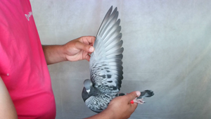 Pigeon image