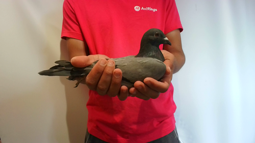 Pigeon image