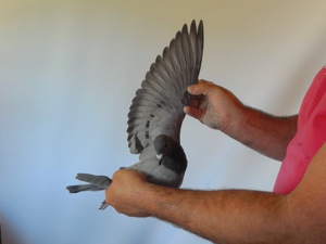 Pigeon image