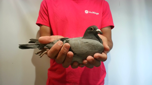 Pigeon image