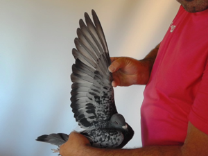 Pigeon image