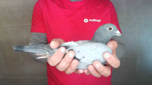 Pigeon image