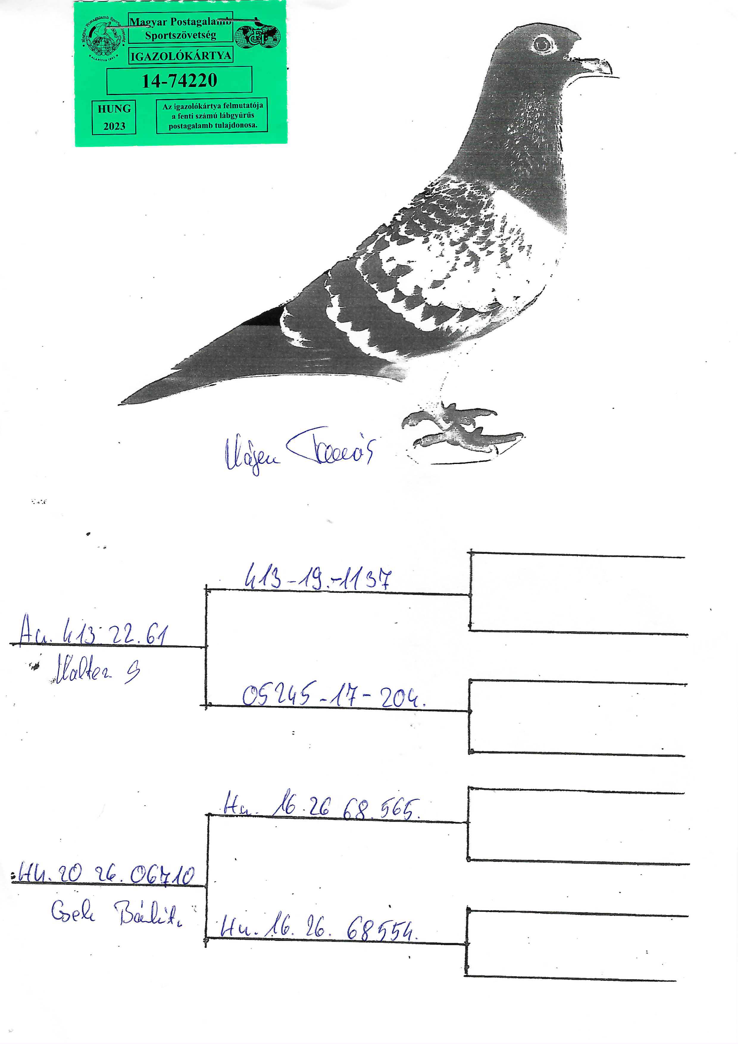 Pigeon pedigree image