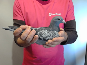 Pigeon image