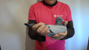 Pigeon image