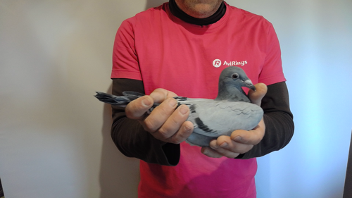 Pigeon image