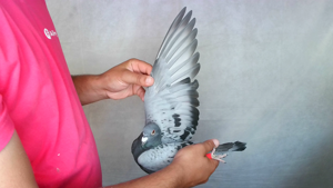 Pigeon image